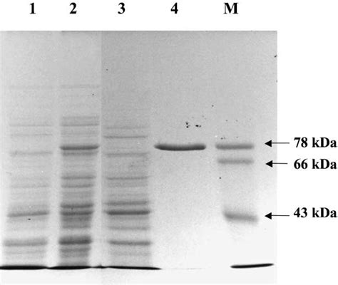 SDSPAGE Analysis Of Proteins From E Coli Expression Of Germacrene