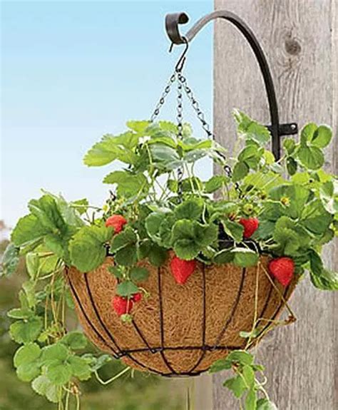 Growing Strawberry In Hanging Strawberry Planter My Garden Plant