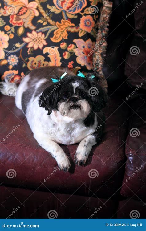 Chubby Shih Tzu Stock Image Image Of Mammal Little 51389425