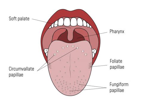 Epiglottis Illustrations Royalty Free Vector Graphics And Clip Art Istock