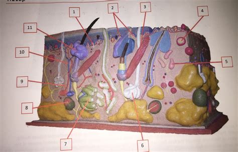 Integumentary Diagram Model Diagram Quizlet