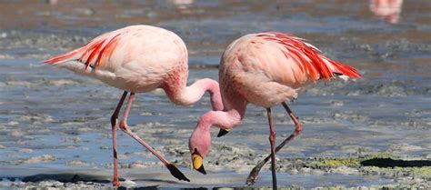 Wildlife Bolivia Archives - Ruta Verde Tours