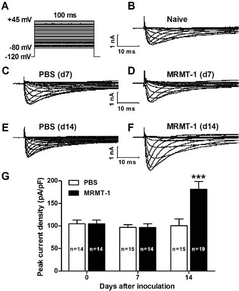 Figure 1 From Functional Upregulation Of Nav1 8 Sodium Channels On The