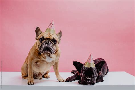 Two French Bulldogs Wearing Party Hats By Stocksy Contributor Mango