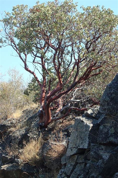 Manzanita Tree Photograph by Susan Woodward | Fine Art America