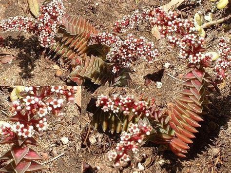 Plantfiles Pictures Crassula Species Pagoda Village Red Pagoda Shark S Tooth Crassula