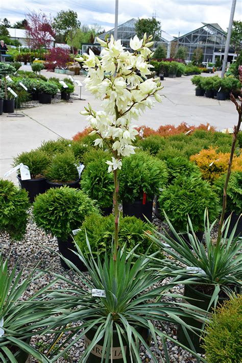 Ivory Tower Adam S Needle Yucca Filamentosa Ivory Tower In Ottawa