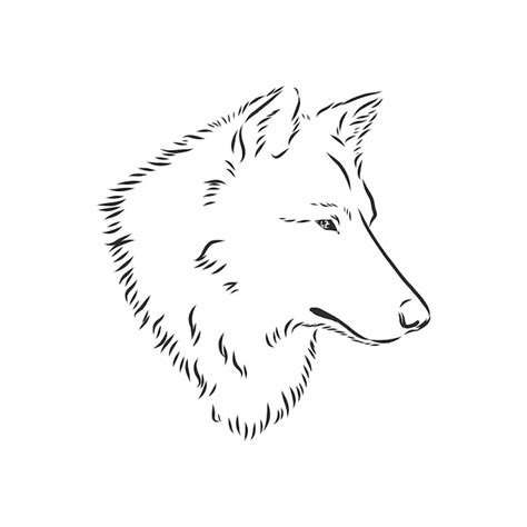 Vector De La Imagen De La Cabeza De Lobo Aislada En Blanco Retrato De