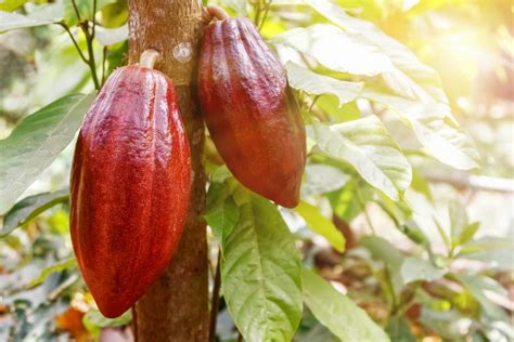 Improved Cacao Reference Genome Secures The Future Of Chocolate Crop