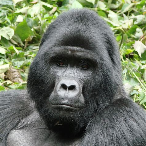 Pin By Jackie May On Gorillas Mountain Gorilla Gorilla Amazing