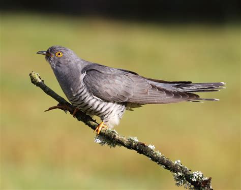 Cuckoo Bird Meaning - Management And Leadership