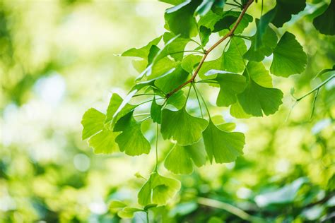 Maidenhair Tree (Ginkgo biloba) - Weston Nurseries