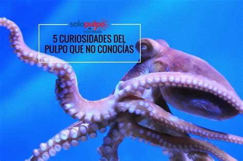 Curiosidades Del Pulpo Que No Conoc As