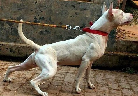 21 Native Indian Dog Breeds (All Dogs From India)