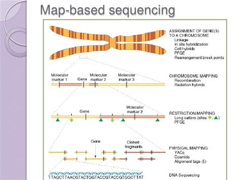 Genome Mapping