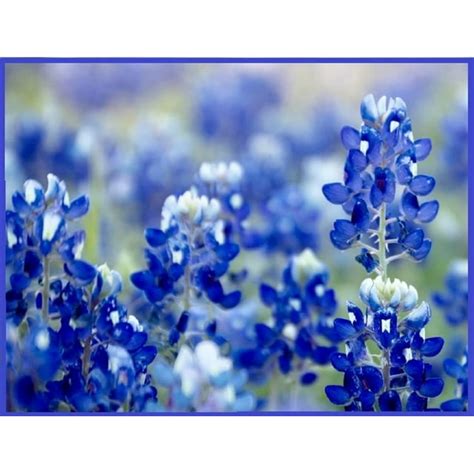 Texas Bluebonnet Wildflower Seeds for Planting - 250+ Seeds - Vibrant Blue Wildflowers, Ships ...