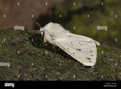 White Ermine Spilosoma Lubricipeda Stock Photo Alamy