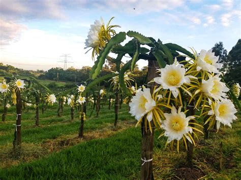 Embrapa Cerrado Desenvolve Pitaya Que Se Autopoliniza E Mais