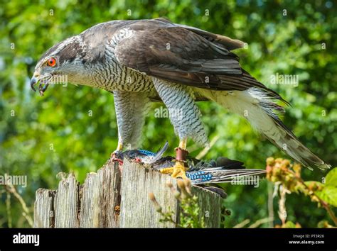 Goshawk bird of prey raptor hawk hunter predator prey hi-res stock ...