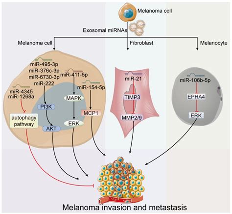 Roles Of Exosome Derived Mirnas In Melanoma Invasion And Metastasis