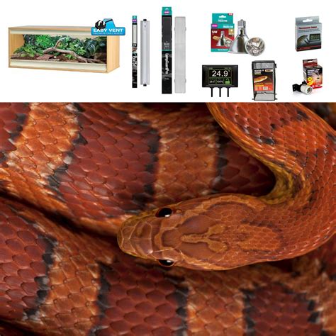 Corn Snake Vivarium Set Up Large Silver Standard Evolution Reptiles