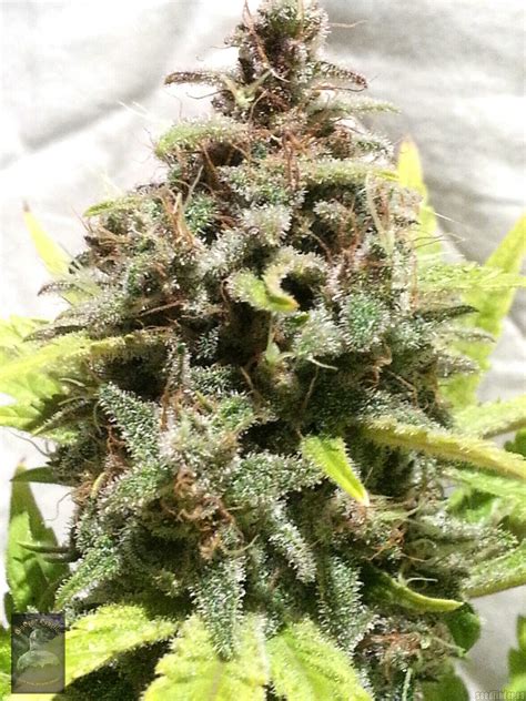 Strain Gallery Purple Rain Bigdogs Seeds Collection Pic