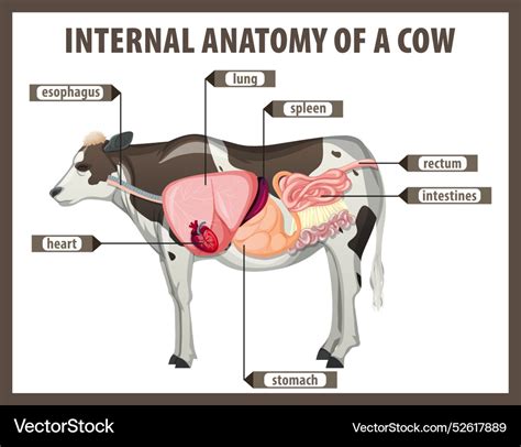 detailed  cows internal organs royalty  vector image