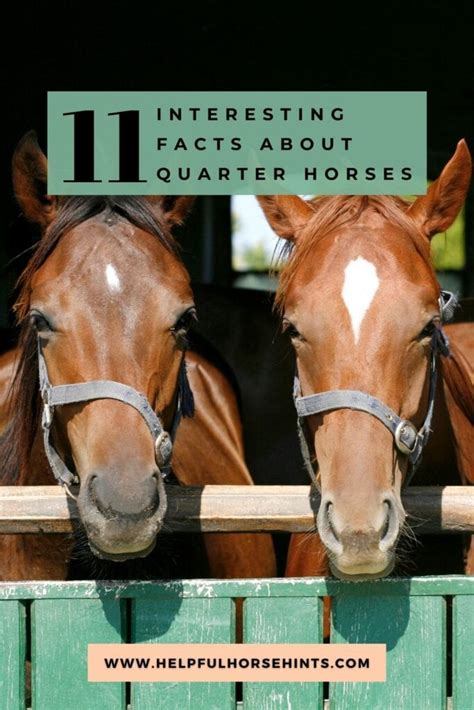 11 Interesting Facts about the Quarter Horse - Helpful Horse Hints