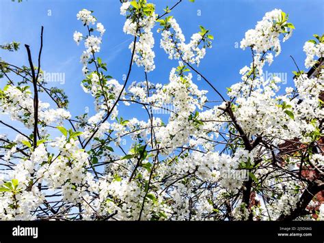 Spring Flowers in A London Garden UK Stock Photo - Alamy