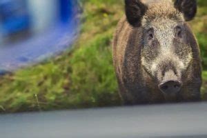 Jägerin rettet zwei Polizisten vor aggressivem Wildschwein Natürlich Jagd