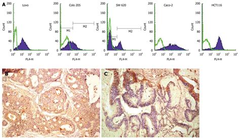 Upregulated Cd133 Expression In Tumorigenesis Of Colon Cancer Cells