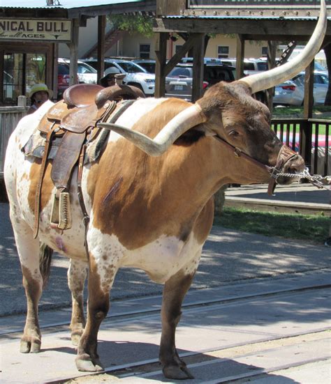 Take a Trip Back in Time to the Stockyards in Fort Worth Texas