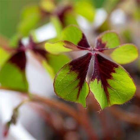 Oxalis Deppei Faux Tr Fle Quatre Feuille Bulbe Feuilles