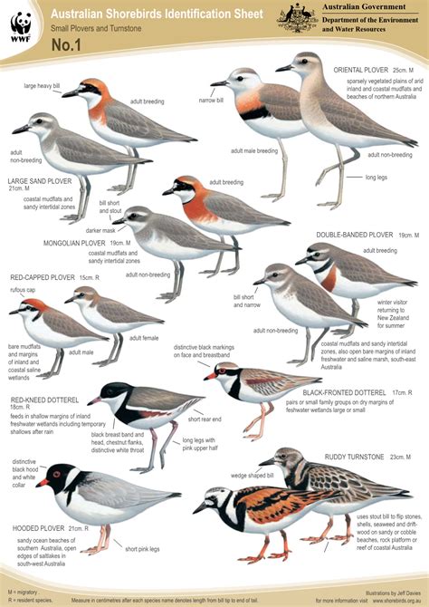 Australian Shorebirds Identification Sheet Department of the ...