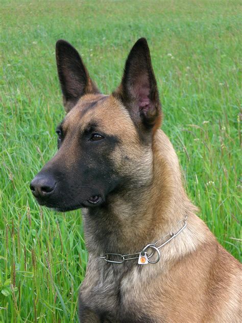 Belgian Shepherd Malinois | Pastore belga, Pastore, Animali