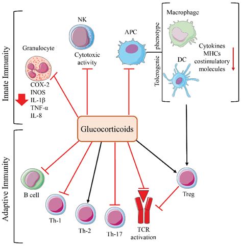 Cells Free Full Text Glucocorticoid And Pd 1 Cross Talk Does The