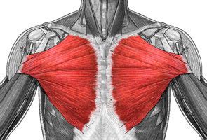 Chest And Abdomen Flashcards Quizlet