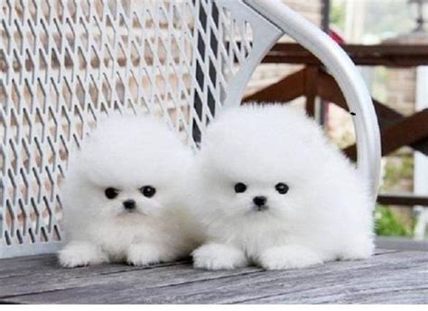 Regalo Cachorros Lulu Pomeranian 【 Anuncios Octubre 】 Clasf