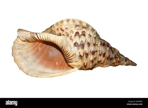 Tritons Trumpet Shell Charonia Tritonis Stock Photo Alamy