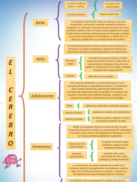 Cuadro Sinóptico El Cerebro Femenino Masculino Del Bebé Y Del Adolescente Yóselin Pdf