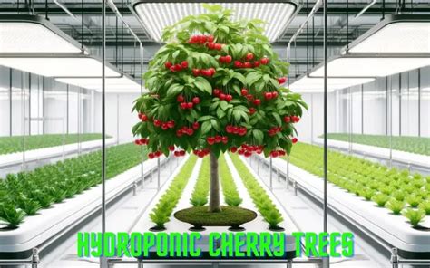 Hydroponic Cherry Trees: Everything That You'll Need To Know ...