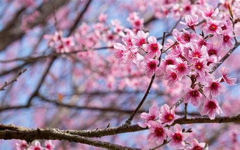 Premium Photo | Prunus cerasoides