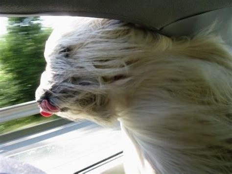 Awesome Pictures Of Dogs In The Wind