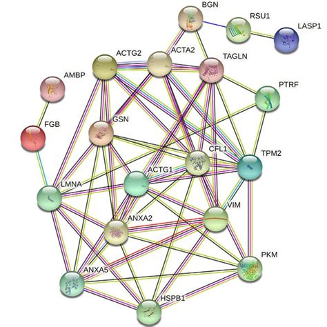 Protein Protein Interaction Maps Of The Differentially Expressed