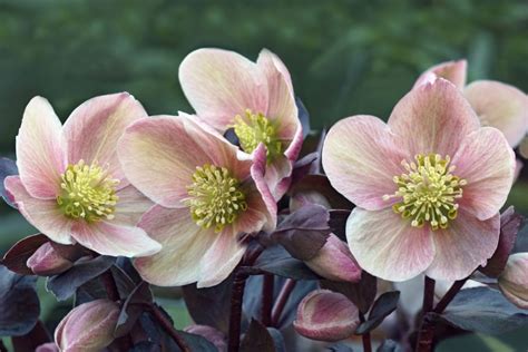 Helleborus Lenten Rose Care And Varieties Flower Magazine