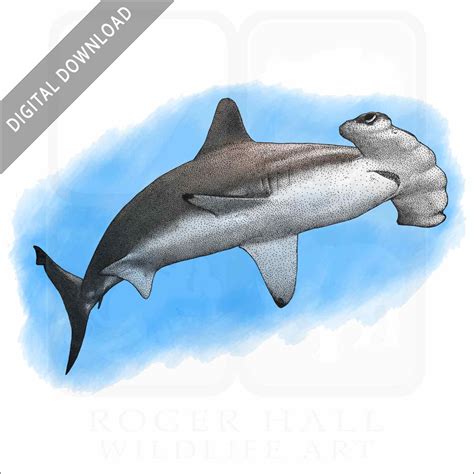 hammerhead drawing 7