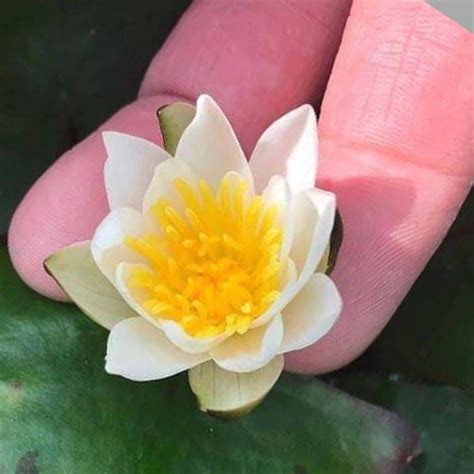 20 Miniature Water Lily Varieties for a Container Water Garden