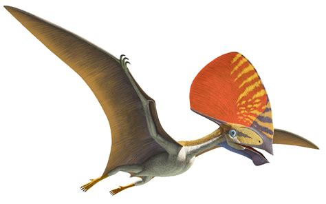 Pterosaurs : Carnegie Museum of Natural History