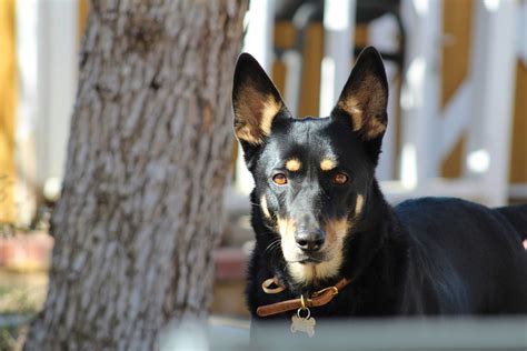 A Complete Guide to the Australian Kelpie: History, Characteristics