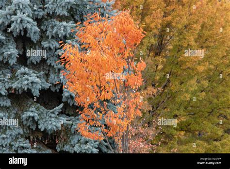 The Colors of Autumn Leaves Stock Photo - Alamy